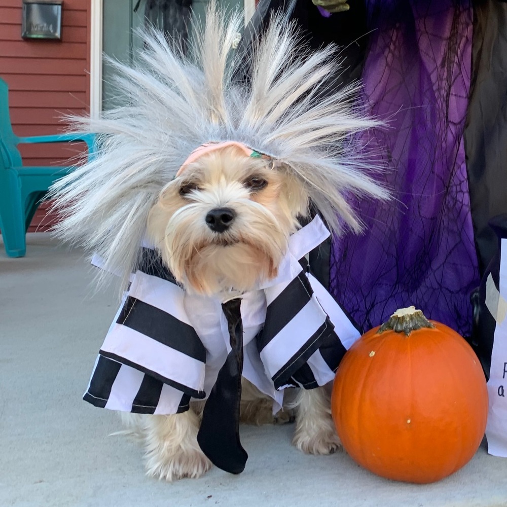 Beetle Juice Halloween Dog Costume.M